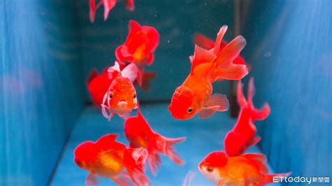 養魚推薦|8種適合新手養的魚 1500元就能在家打造「療癒水族箱。